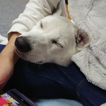 寒くなってきたので寄り添う時間が増えてきました☺️