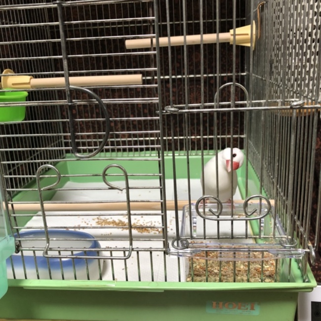 satsukinanokaのカバー写真