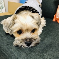 あずき