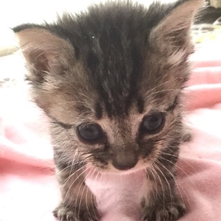 小さくてかわいい天使★キジトラ女子いよちゃん