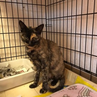 超甘えん坊さんのサビ猫　おこげさん♡