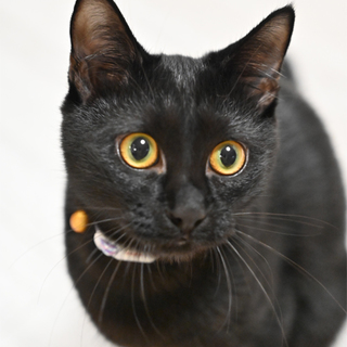人が大好きな黒猫ちゃん