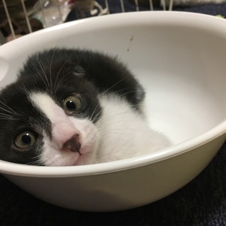 活発でキュートなチーズ