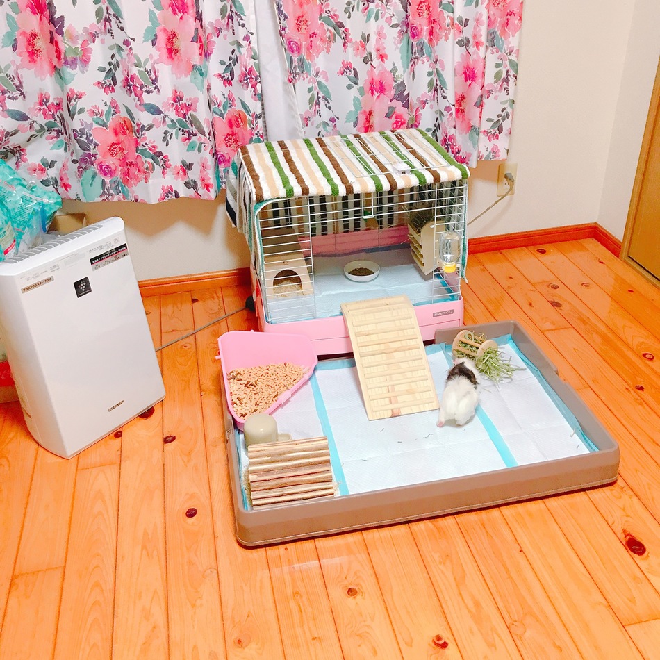 ハッピーのカバー写真