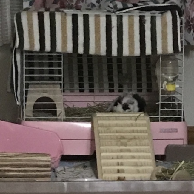 Miichqnnのカバー写真