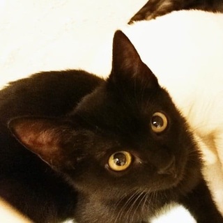 くろっぷちゃん3ヵ月♪