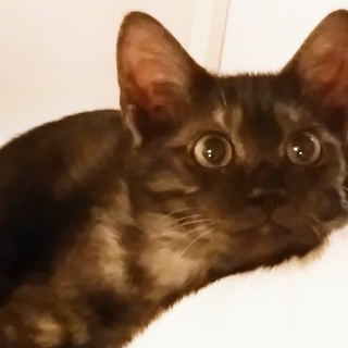 甘えたさんのすもっぷちゃん3ヵ月♪