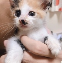 生後1ヶ月ほど 子猫