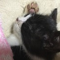 【至急里親さま募集】人懐っこい黒白のハチワレちゃん