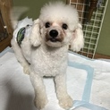 出戻りの、むさくん