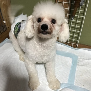 出戻りの、むさくん