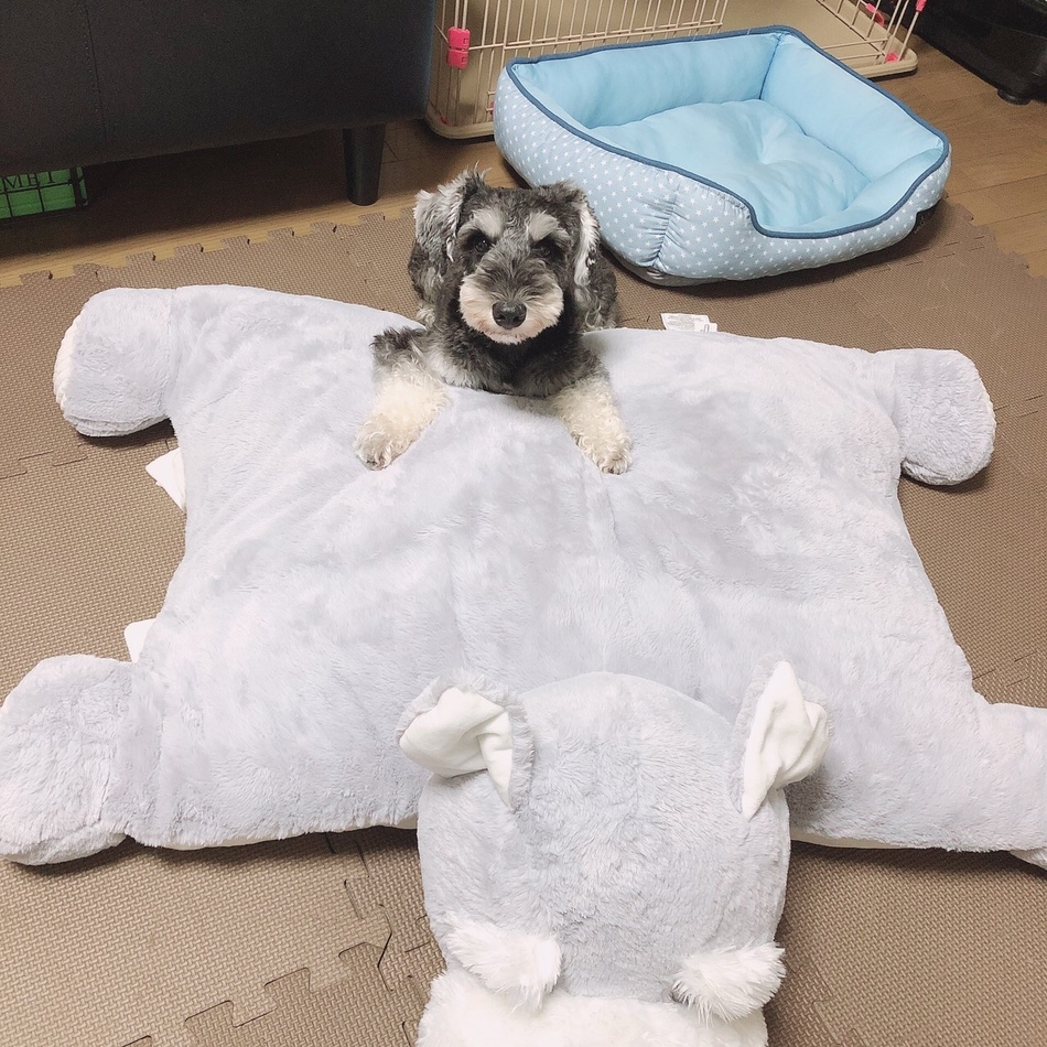 POLOのカバー写真