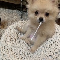 ラピュタ