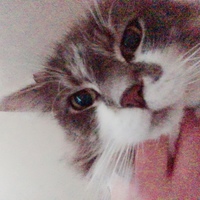 立夏（りつか）