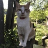 子供たちの叔父さん、母親のきょうだいです。穏やかで心優しい性格ですが、ケンカはもの凄く強いです！