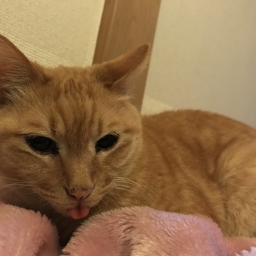 室内で飼っている18歳のメス猫です。病気もせず足腰も丈夫です！