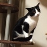 ミント