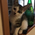 クリクリお目目のキジトラ♀