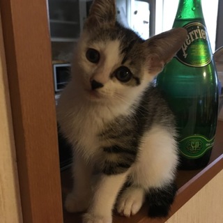 クリクリお目目のキジトラ♀