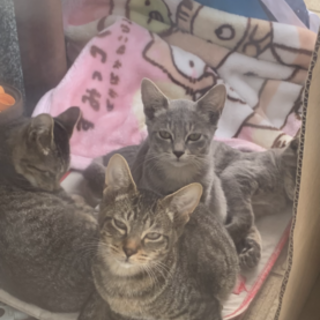 淡いグレーとキジのかわいい子達です！