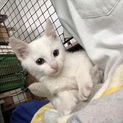 子猫 白 メス 3.4ヶ月