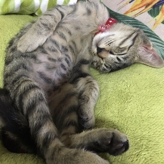 サバトラ男の子＠唐津市