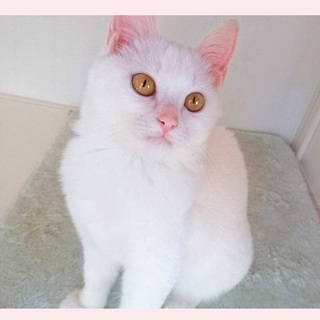 優しい仔ですらむじーちゃん♪