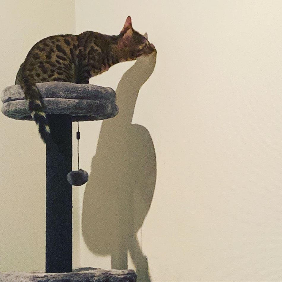 バロンのカバー写真