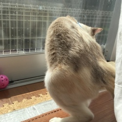 ワクチン2回目、レボリューション1回目