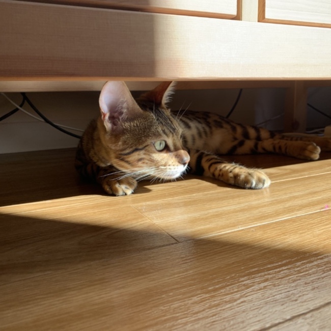 baron_420のカバー写真