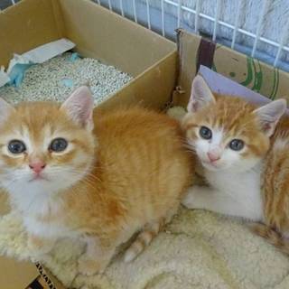 かわいいの茶トラの女のコ