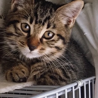 【生後2ヶ月】人馴れしていて可愛いキジくん！