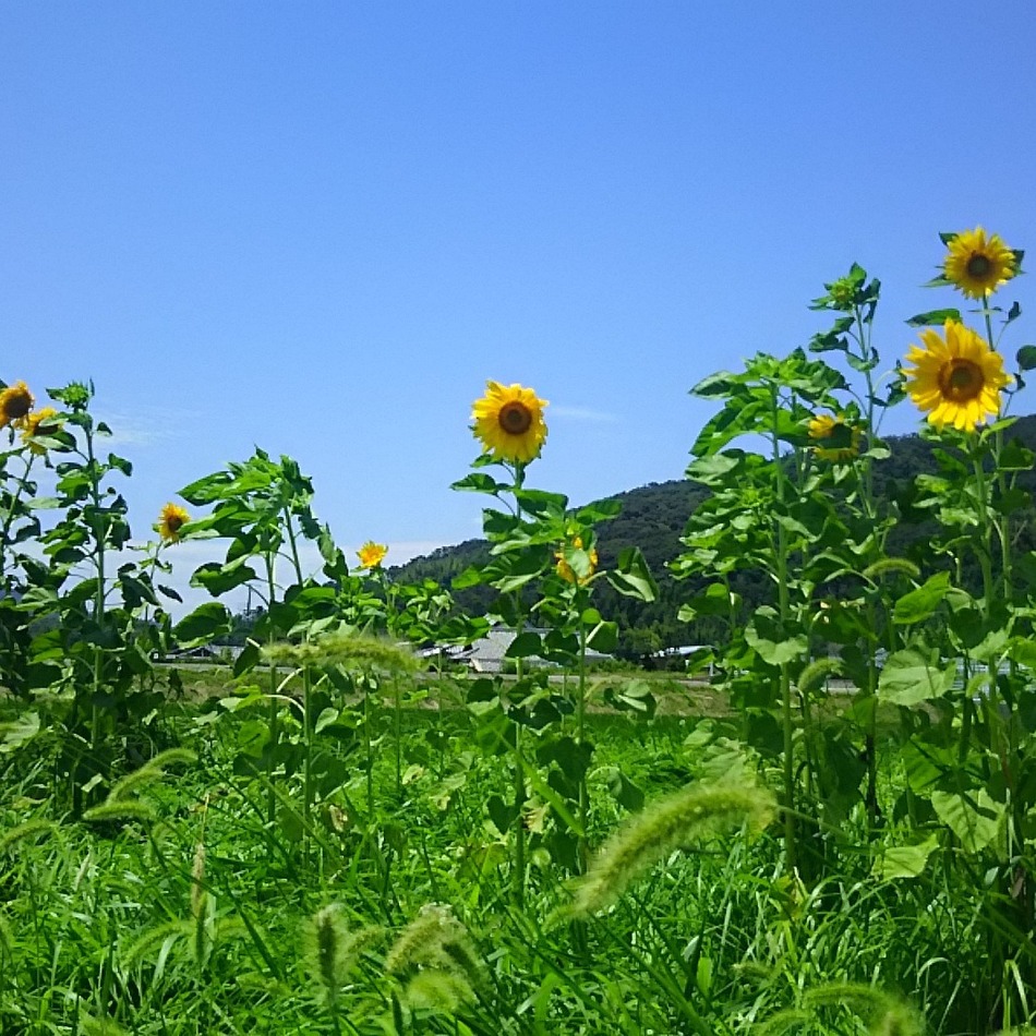 クラリスのカバー写真