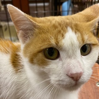 もちもちとろとろ　ハート模様のある　モチ♂