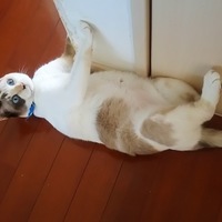 節子（せつこ）