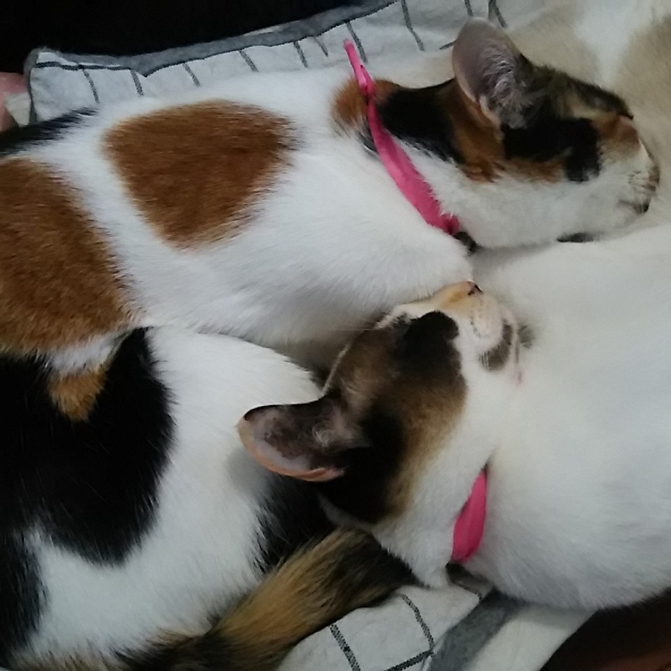 アンのカバー写真