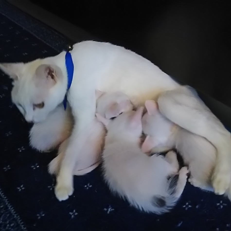 シロのカバー写真