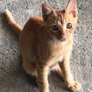 急募！懐こすぎる白血病の野良子猫