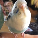 セキセイインコ メス