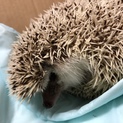 ハリネズミの飼い主さん急募