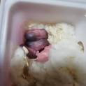 ハムスターの赤ちゃん