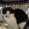美猫兄妹 ダリちゃん