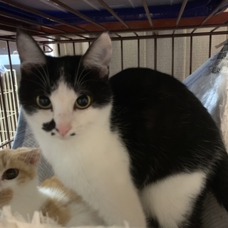 美猫兄妹 ダリちゃん