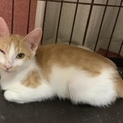 美猫兄妹 マロンくん