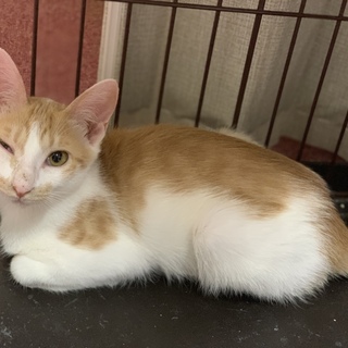 美猫兄妹 マロンくん