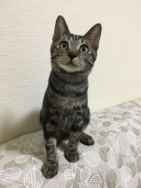 アメショmix元気で甘え 千葉県 猫の里親募集 ペットのおうち 月間利用者150万人