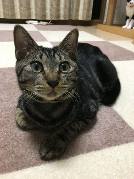 アメショmix元気で甘え 千葉県 猫の里親募集 ペットのおうち 月間利用者150万人