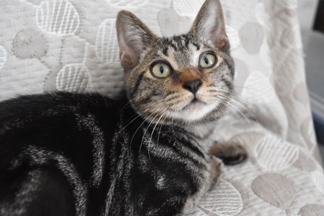 アメショmix元気で甘え 千葉県 猫の里親募集 ペットのおうち 月間利用者150万人