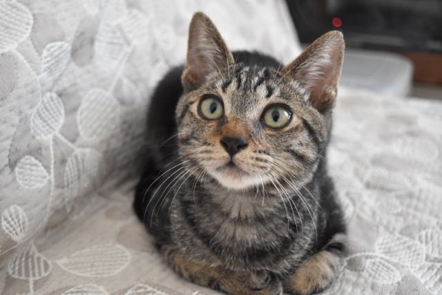 アメショmix元気で甘え 千葉県 猫の里親募集 ペットのおうち 月間利用者150万人