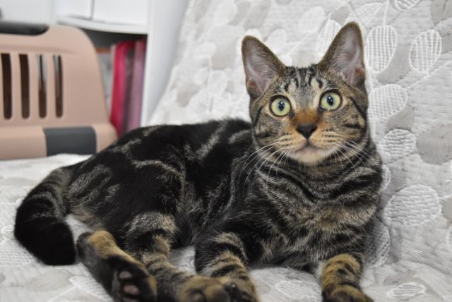 アメショmix元気で甘え 千葉県 猫の里親募集 ペットのおうち 月間利用者150万人